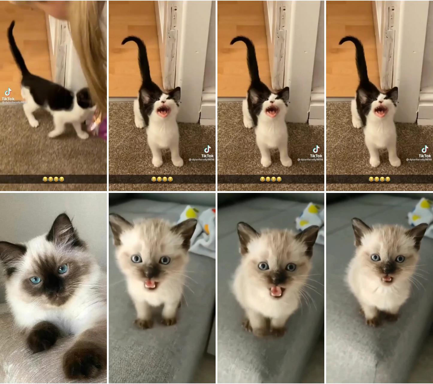 hungry; adorable siamese kitten's sweet plea for food from dad 