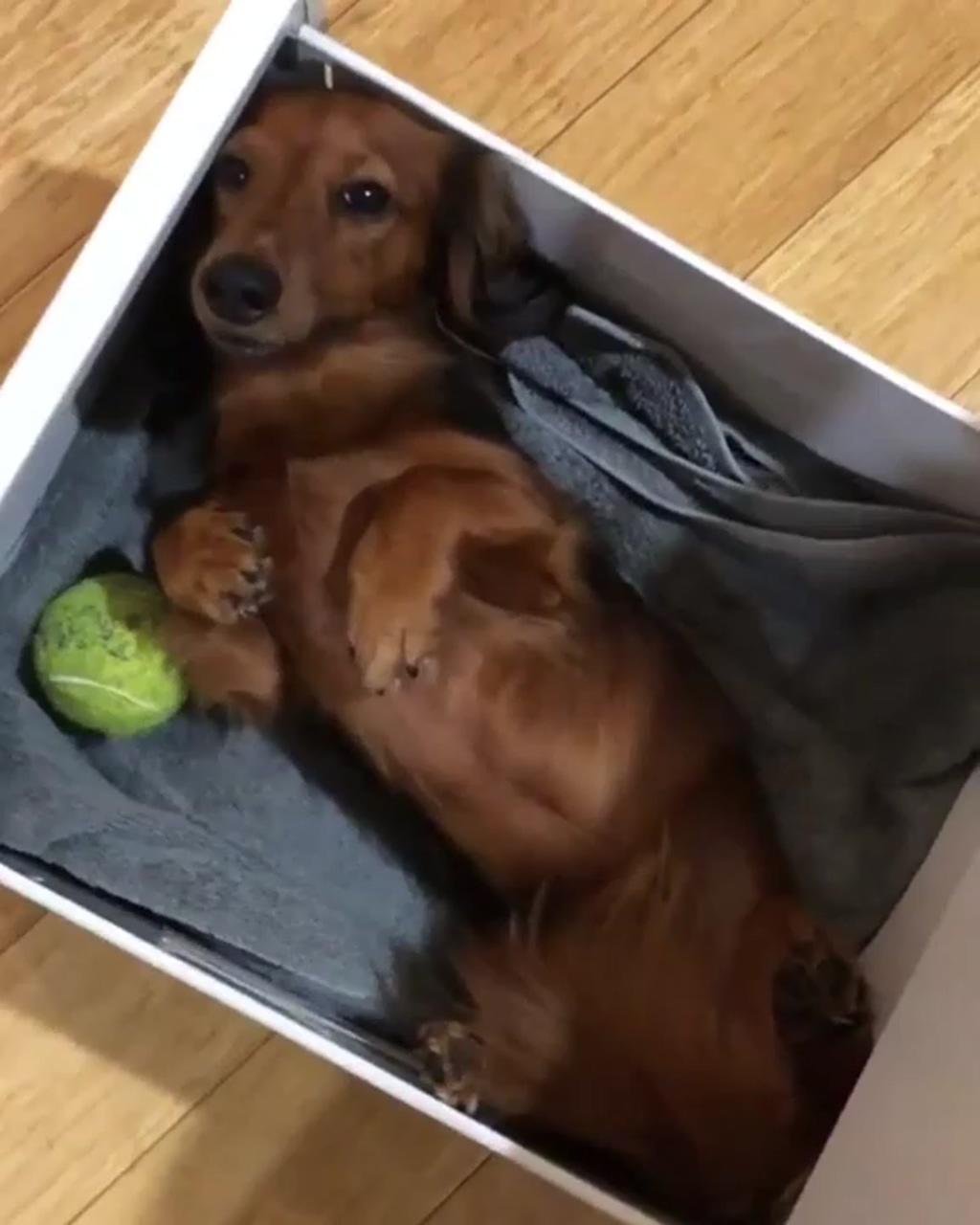 I have a wiener in my drawer; cute funny dogs