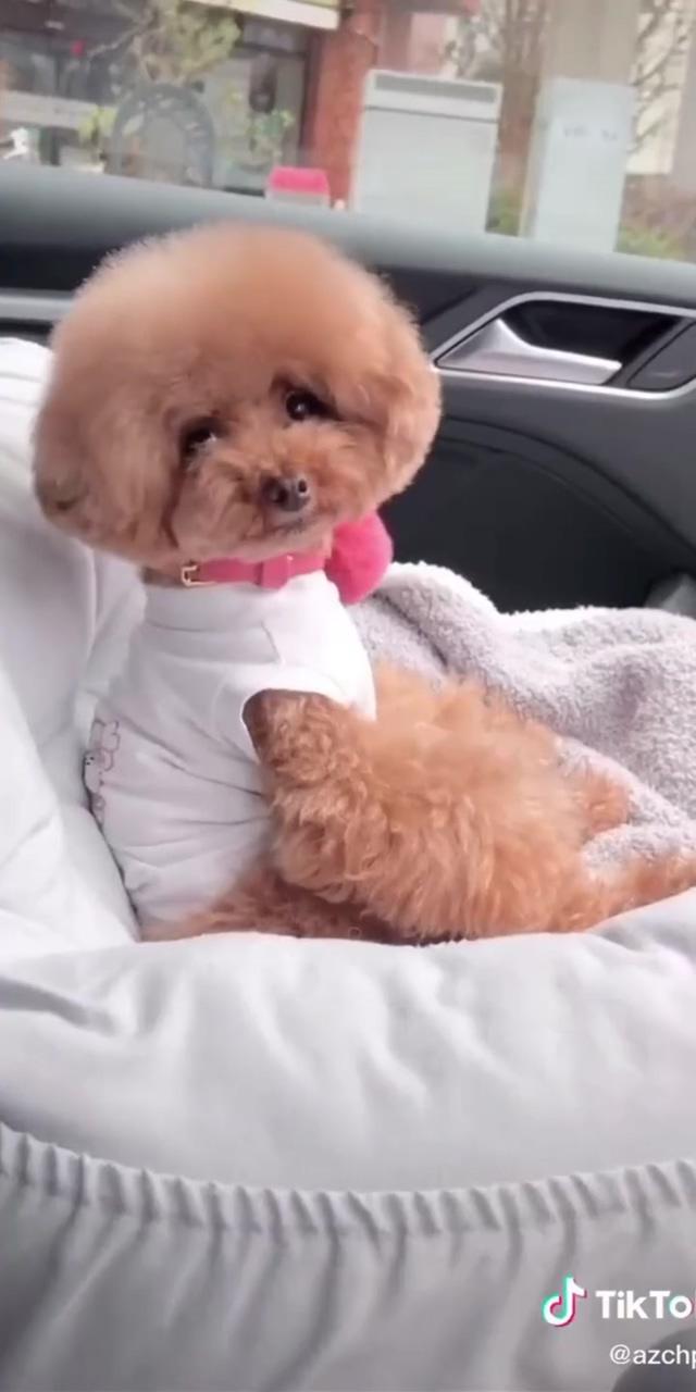 I'm hungry man; cute baby puppies