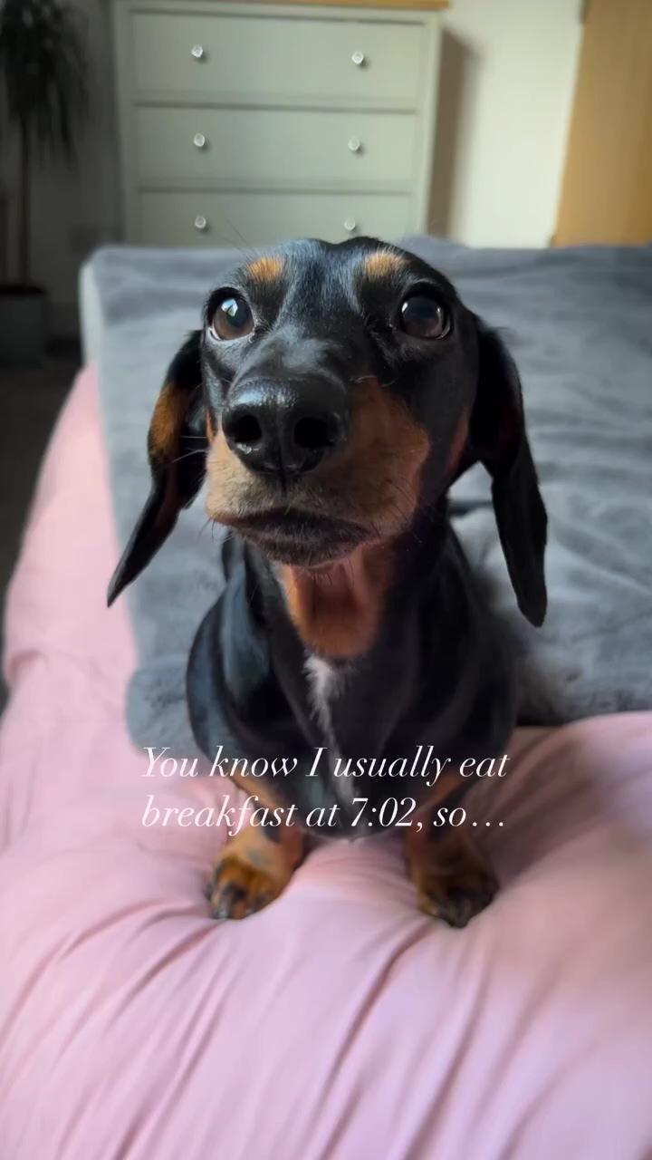 I'm the best alarm clock she's ever had ; dachshund videos