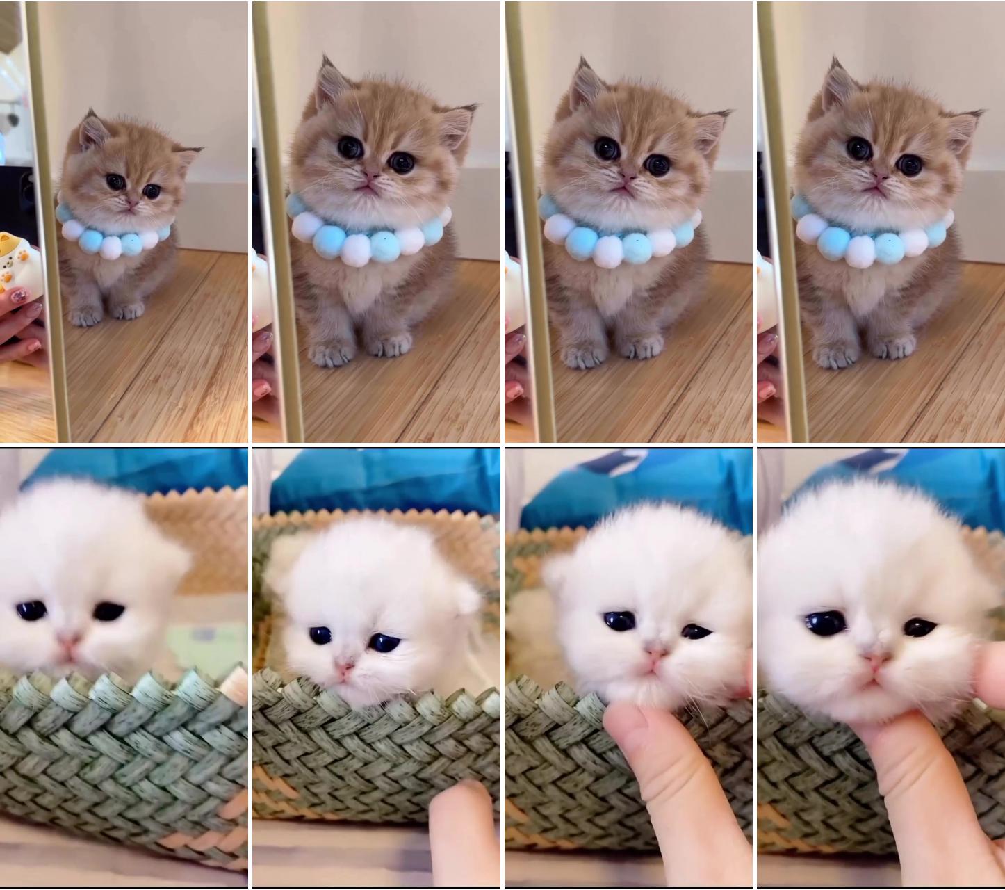 Innocent look ; cute kitten