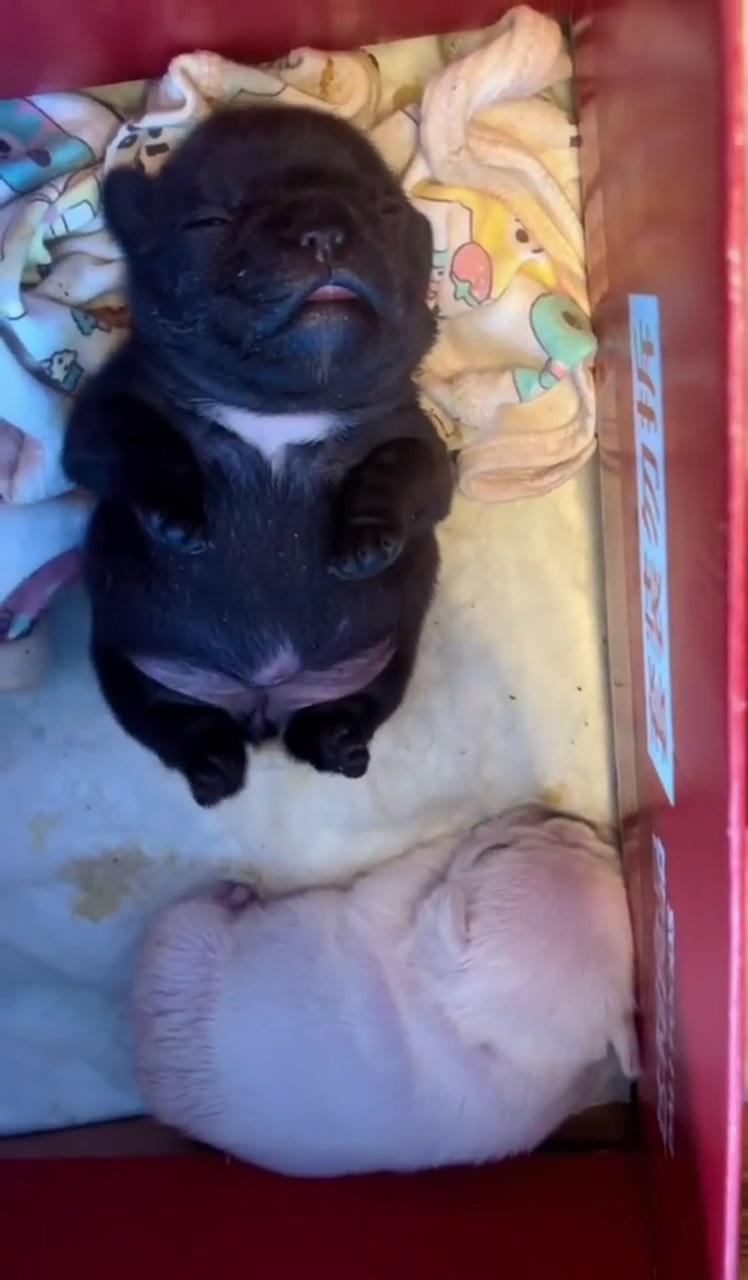 "irresistible cuteness: adorable baby puppies melting hearts everywhere" | french bulldog puppies