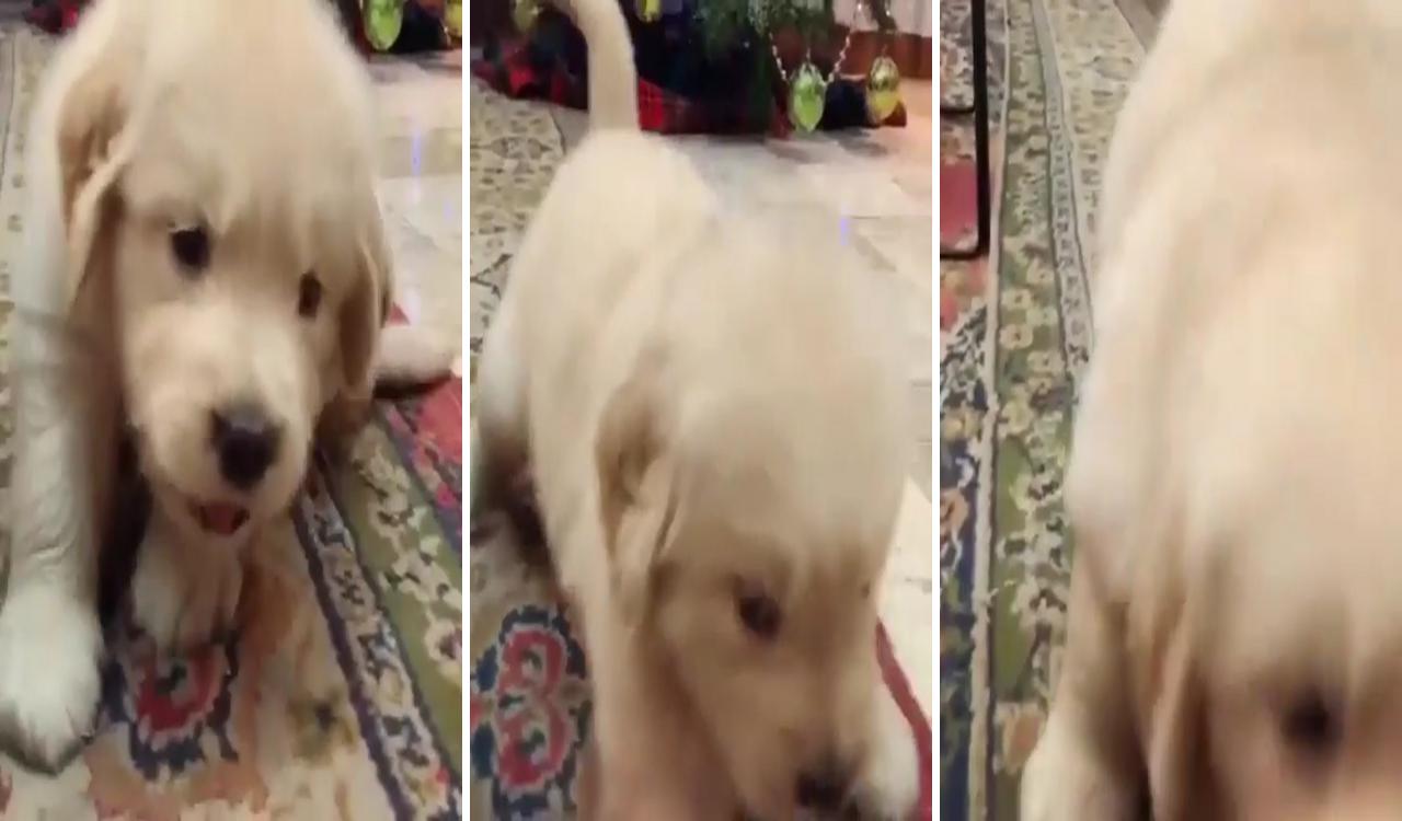 Is this the puppy doing hi-fi,puppy dance video,; super cute puppies