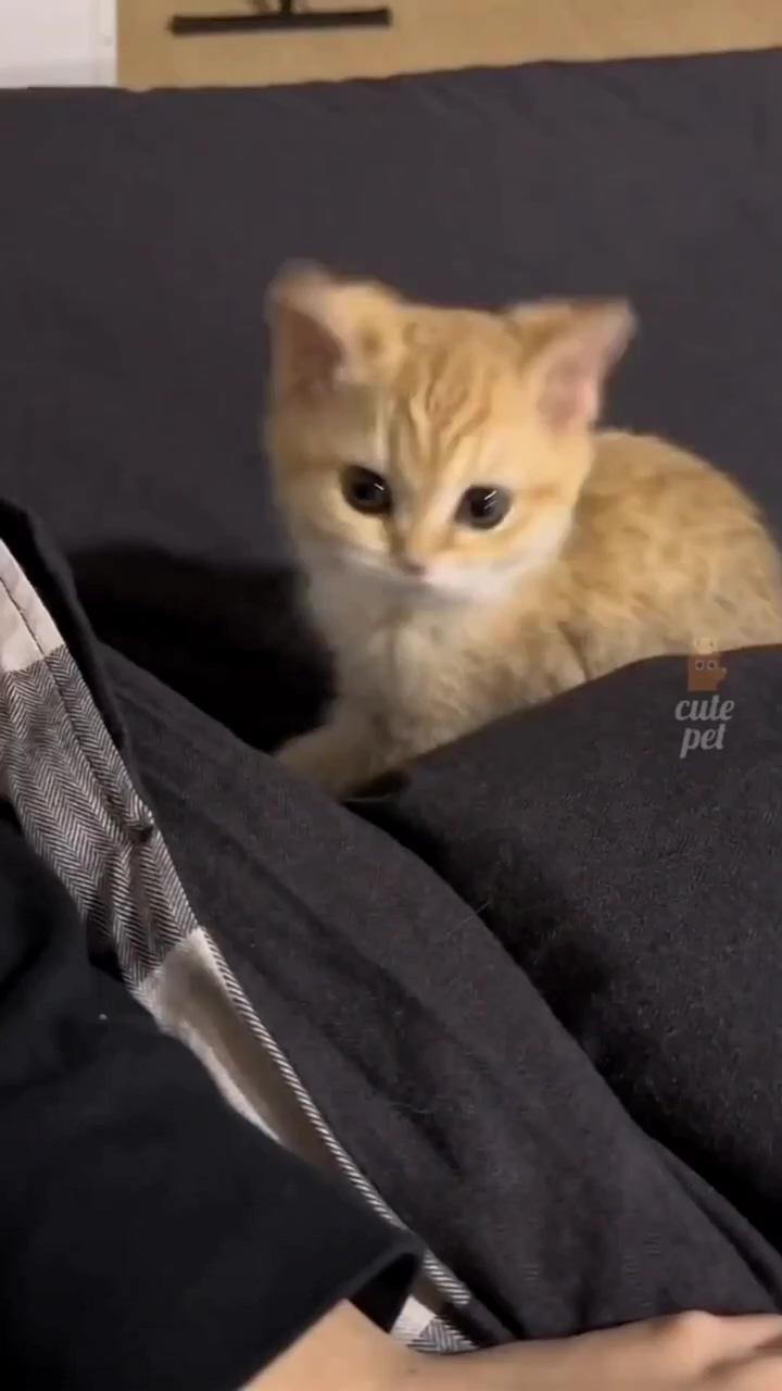 It's a kitten-day | cute kitten angry mode