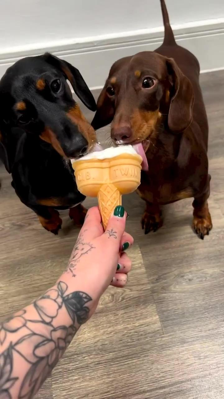 Just a couple of sweet treats | when you have a dachshund...