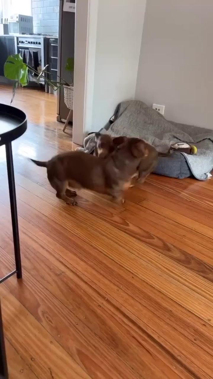 Just wait for it, the way they play with each other is too cute ; cute dog beds  nobledays. com