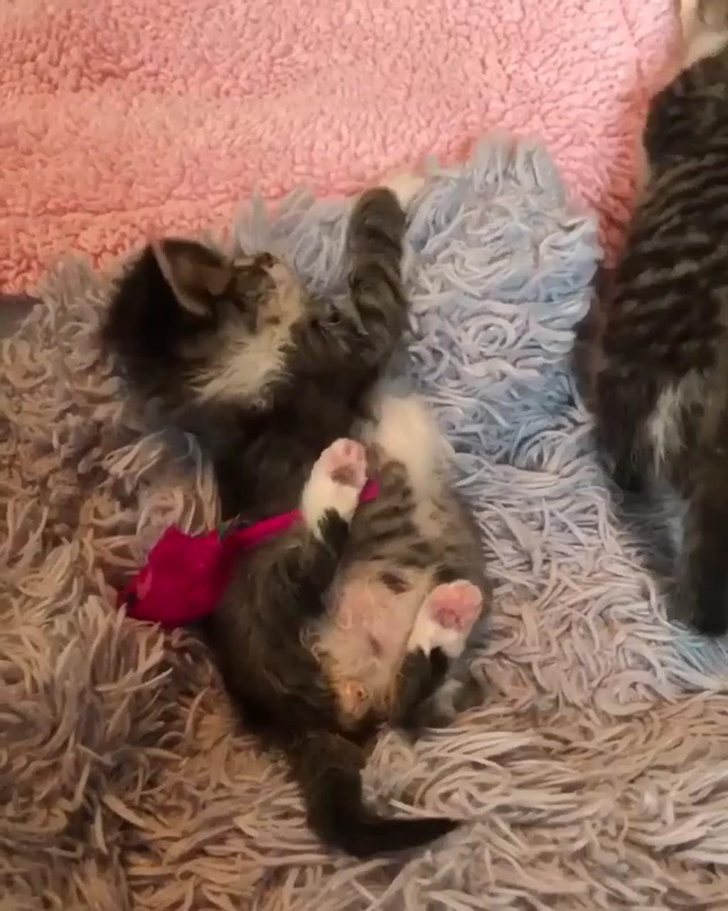 Kitten | baby kittens