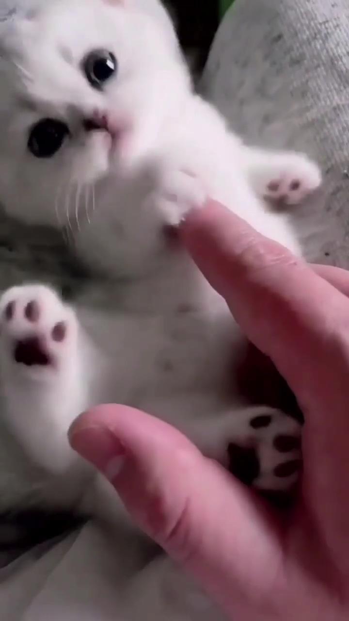 Kitty  | cute little kittens