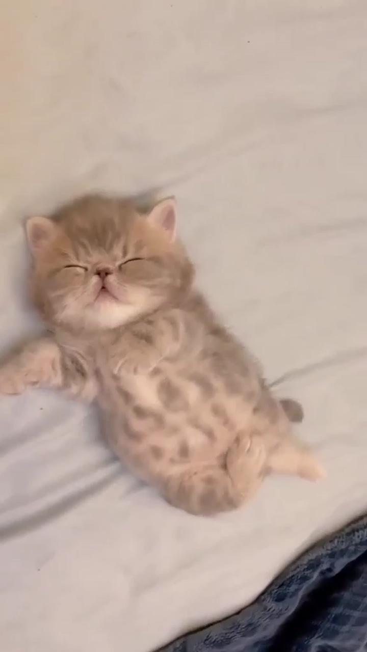 Kitty sleeping | kittens