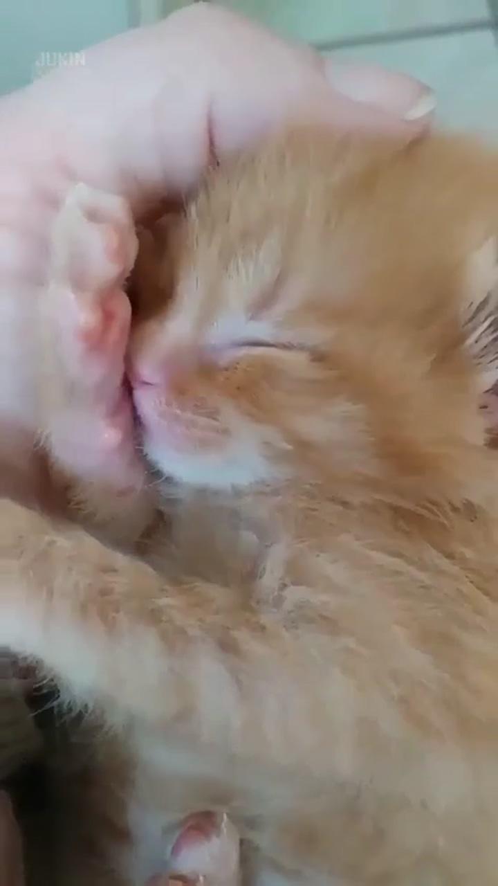 Kitty sucking his thumb | cute baby cats