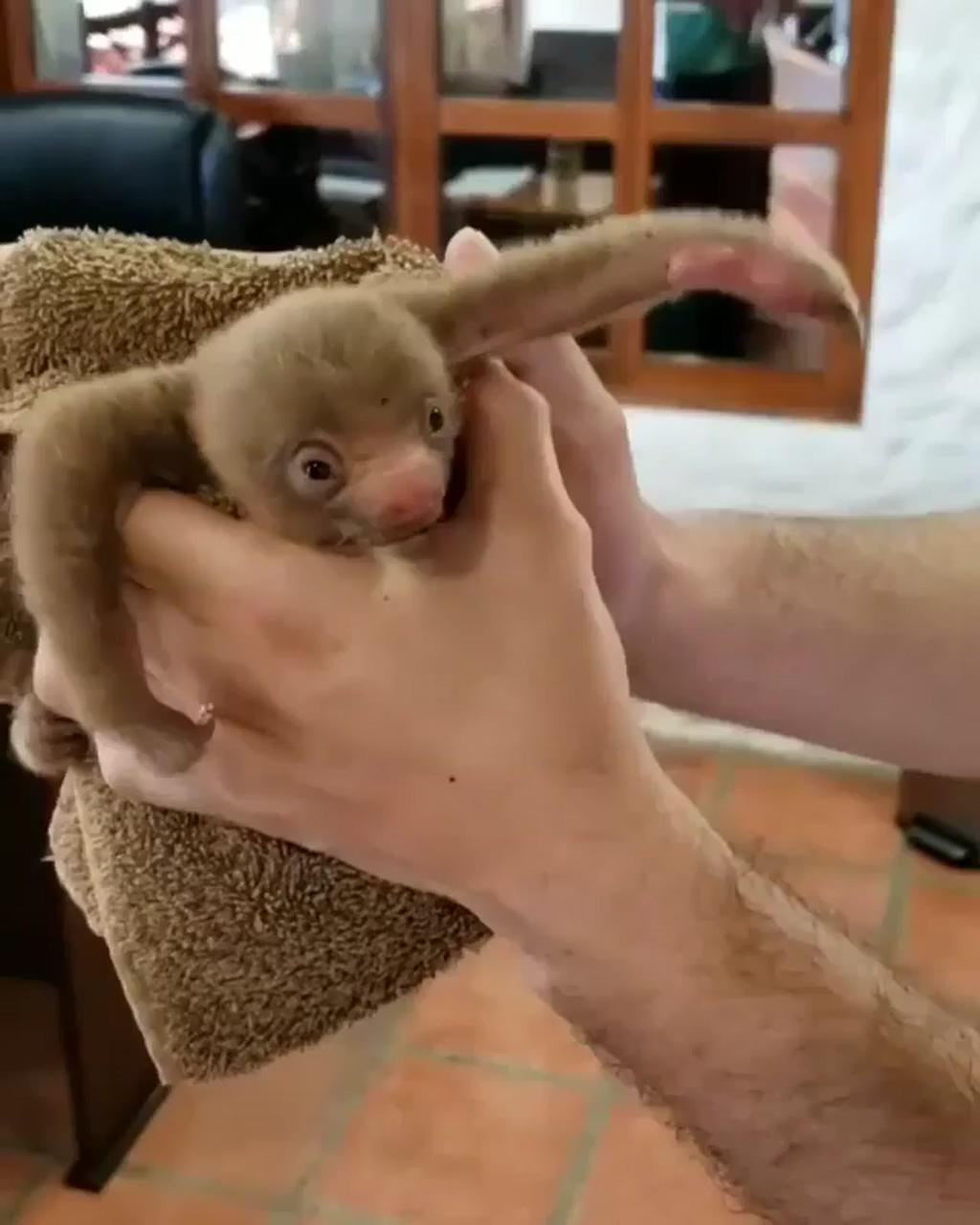 Little baby sloth | who likes to share their foods
