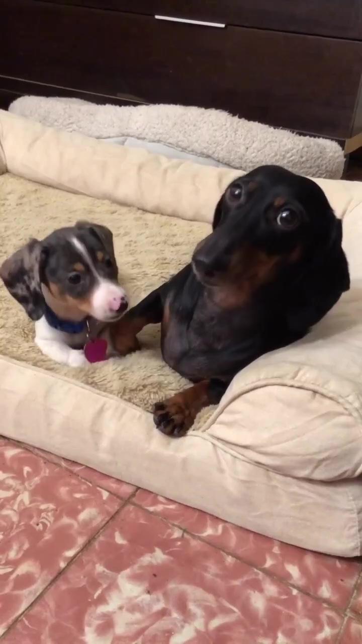 Little brothers  | dachshund funny video