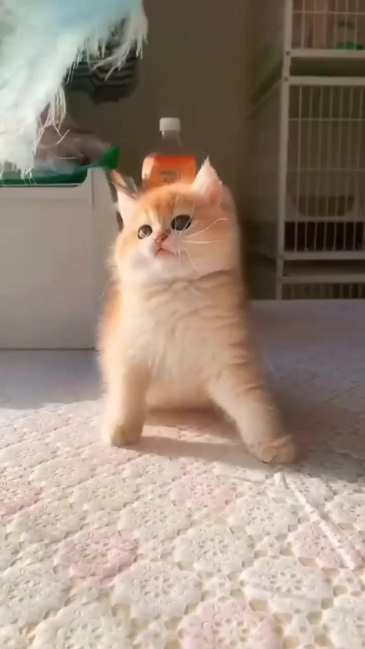Little cute baby kitty | cute kitten playing 
