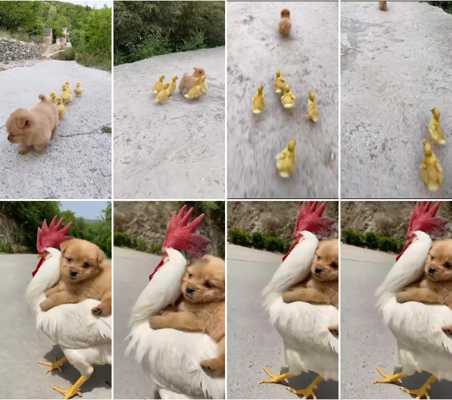 Little duck follows puppy; you can't buy happiness, but you can adopt it. follow for more
