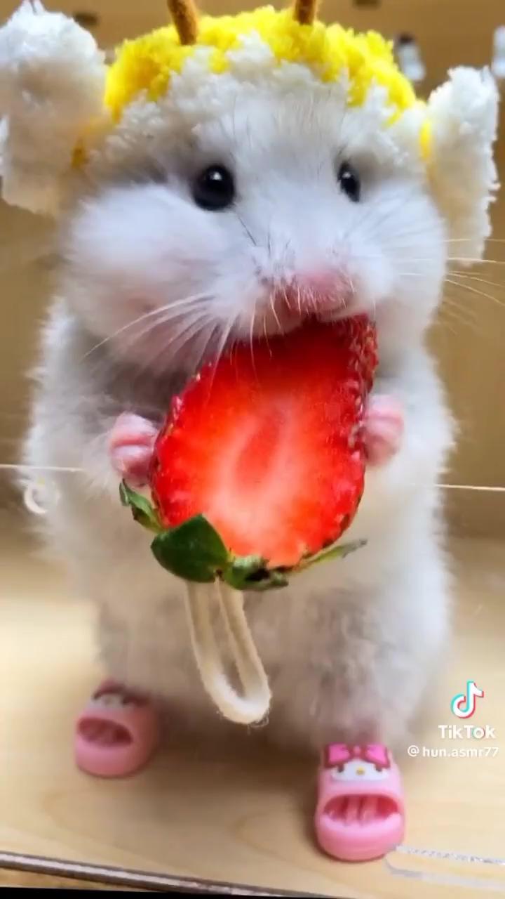 Little mouse eating strawberries  | dog breeds