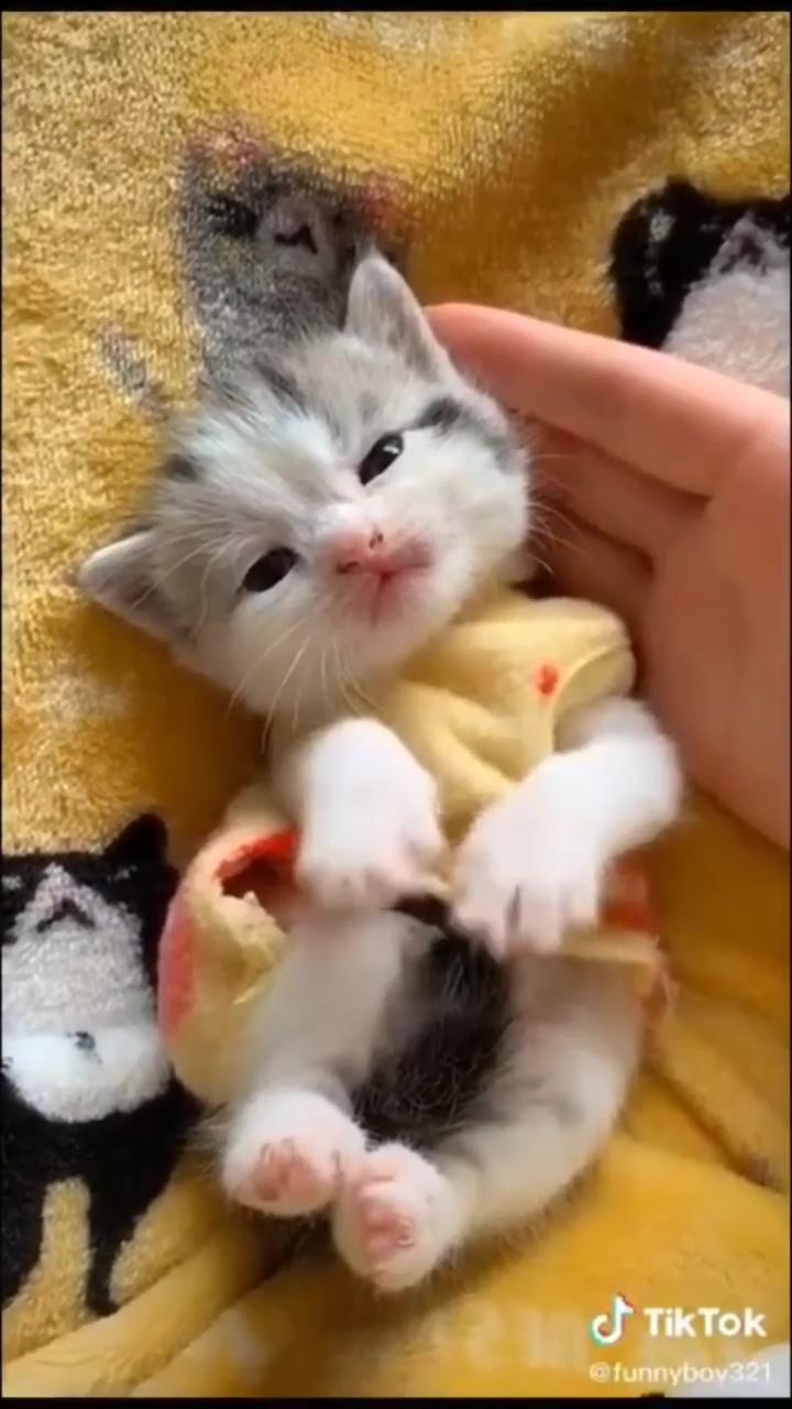 Lovely  | cute cat gif
