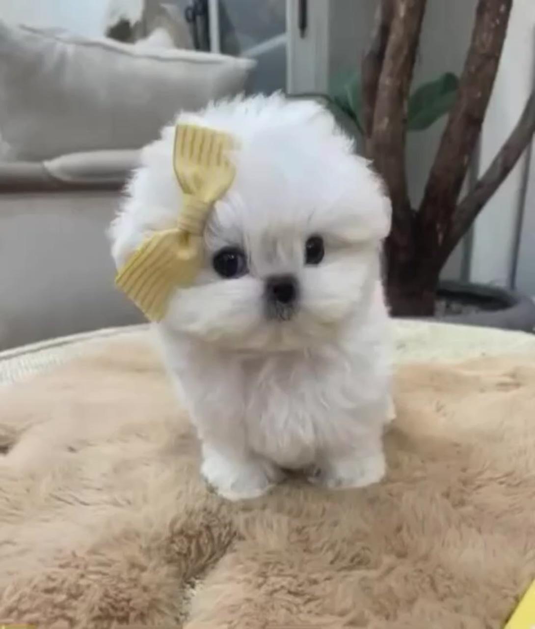 Maltese puppies available | cute fluffy puppies
