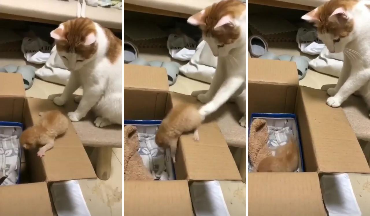 Mama give you a hand here ; cute baby cats
