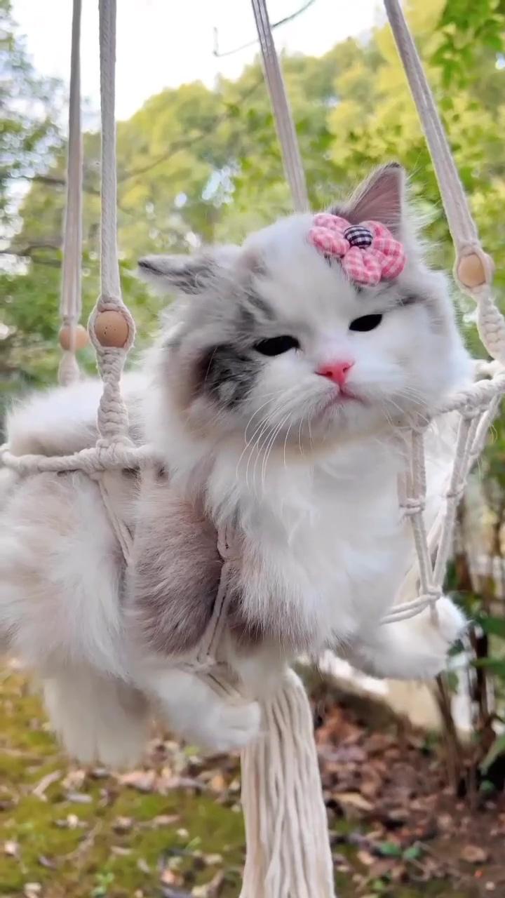 Massage time for cute cat  | cute little kittens