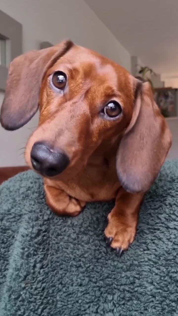 Mini dachshund dapple | dachshunds