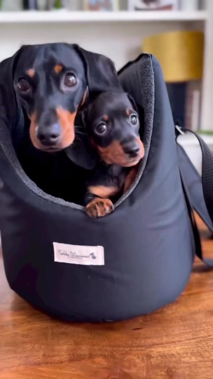 Mini dachshund dapple | to your horror we are keeping him