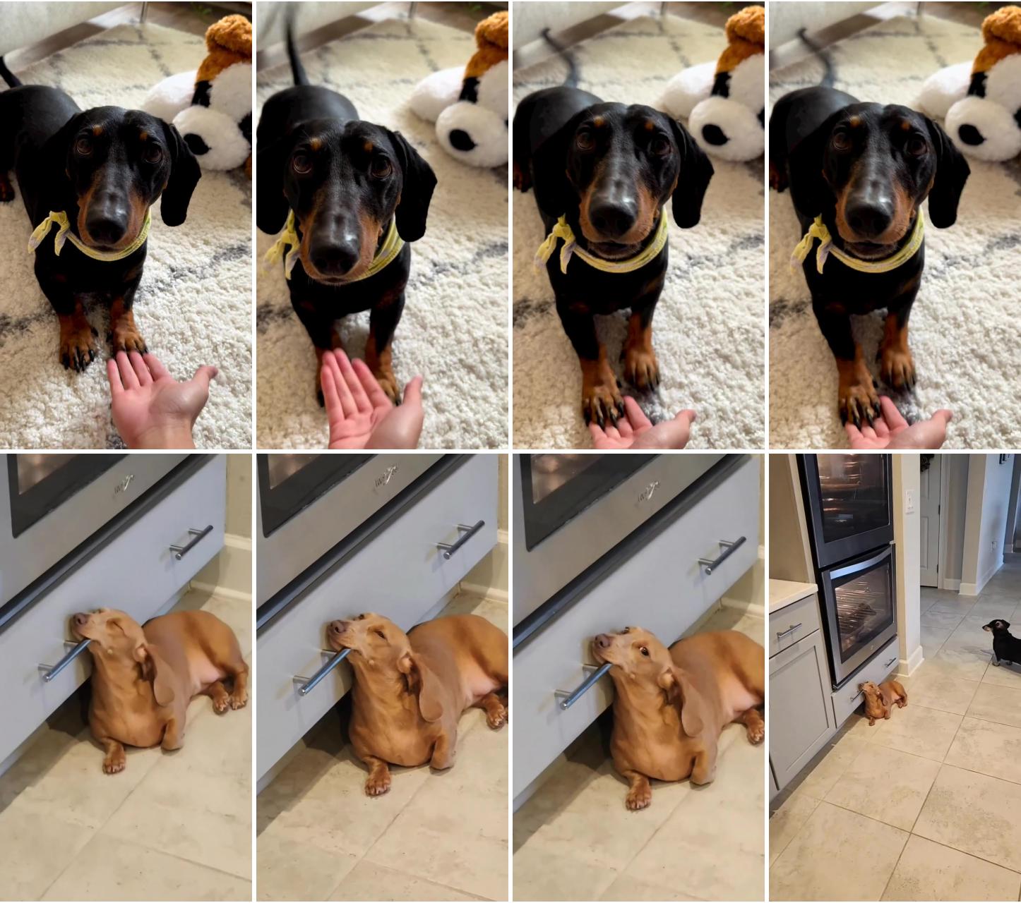 Mom testing my patience sound on; dachshund, miniature dachshund, dachshund videos, dachshund puppy, dachshund puppies