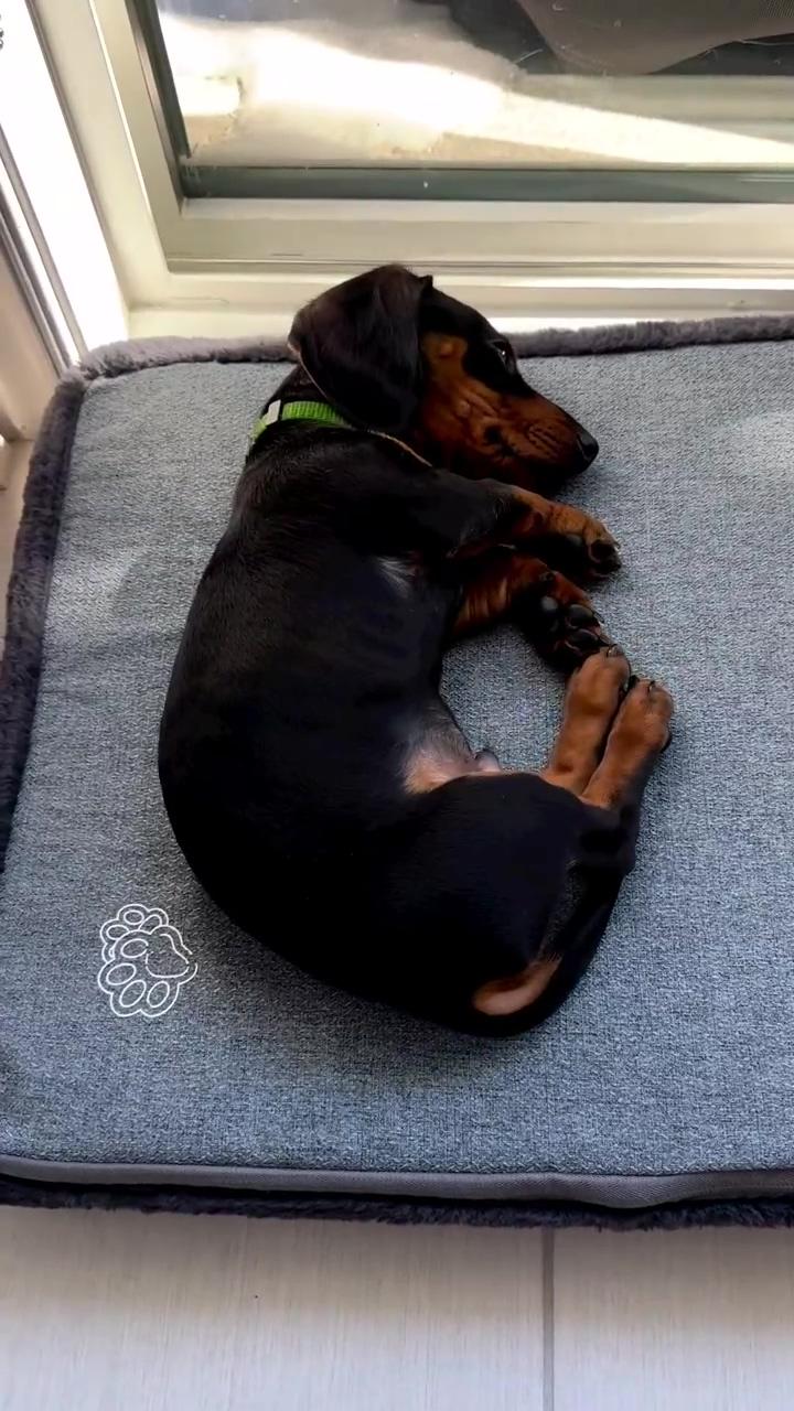 Mom tried to make me potty after my long nap but she can't tell me what to do  | dachshund funny videos