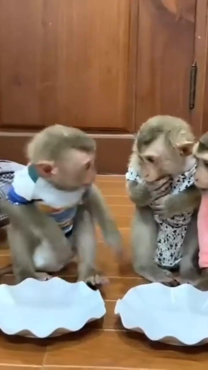 Monkeys | cute monkey pictures