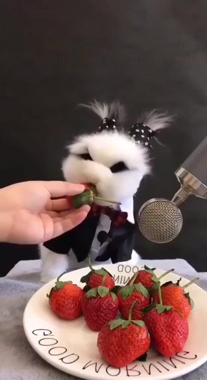 Mr bunny munching berries | super cute animals