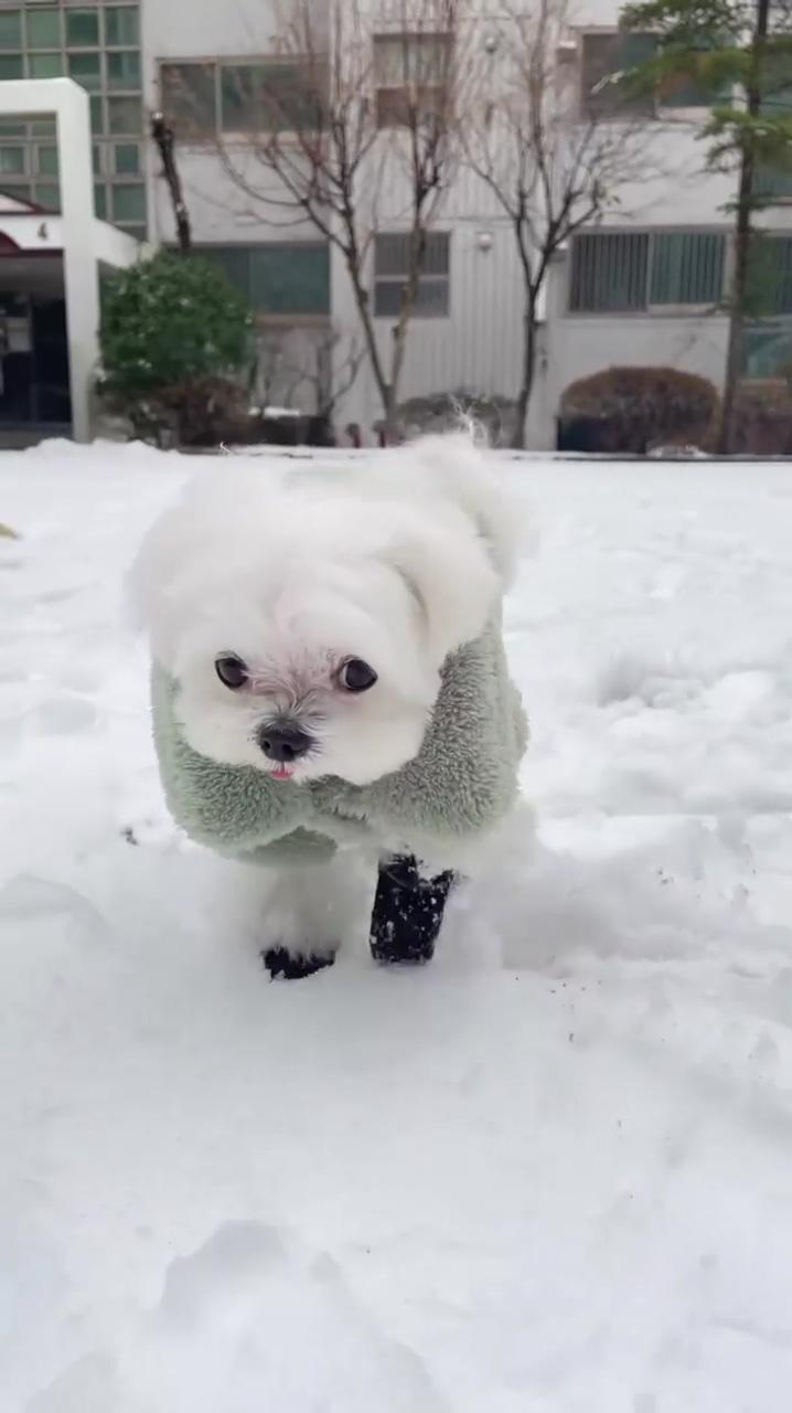 My doggo when snowing  | lol wow
