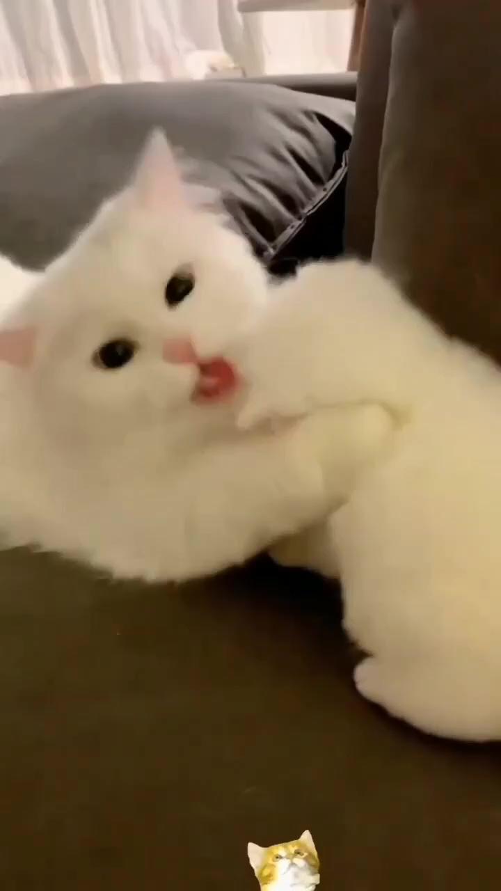 My name is cotton, will you take me  | so adorable kitty 
