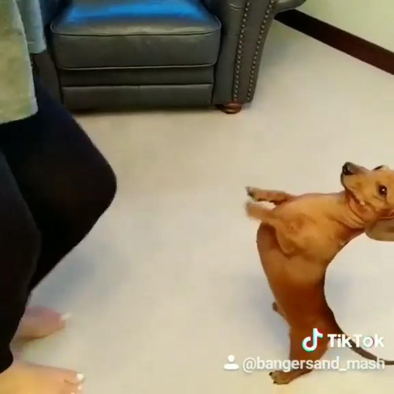 Oh, that's the challenge tiktok   | dachshund funny video