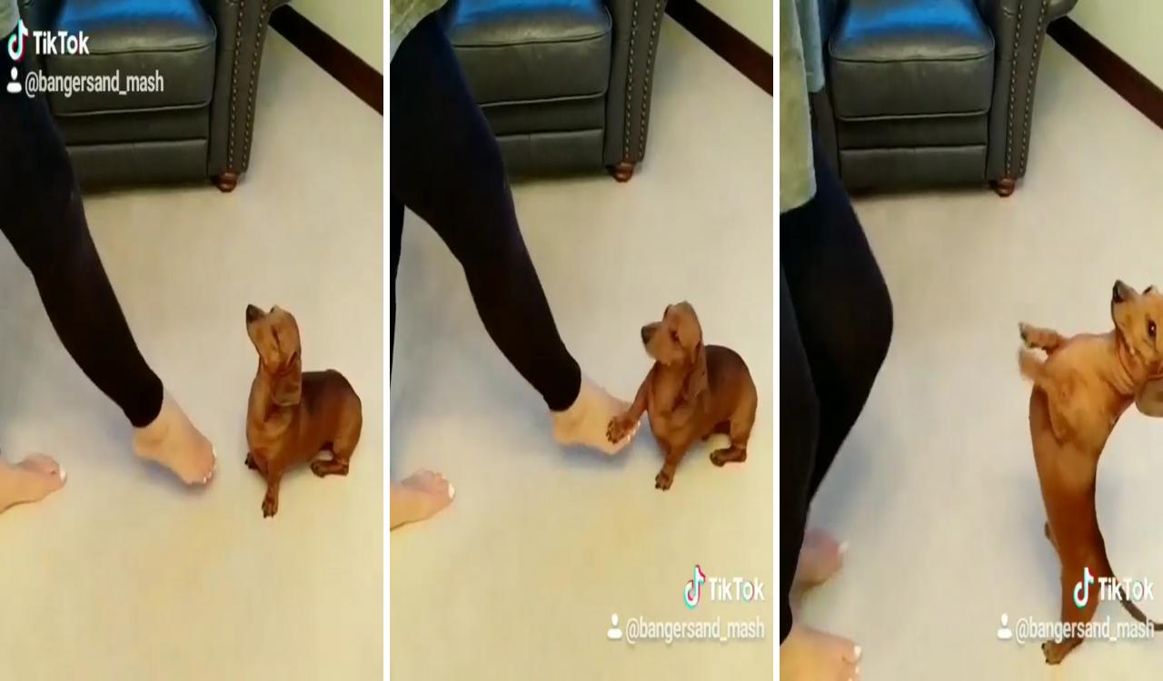 Oh, that's the challenge tiktok  ; dachshund funny video
