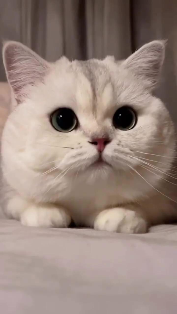 One cute snowball  | kittens cutest