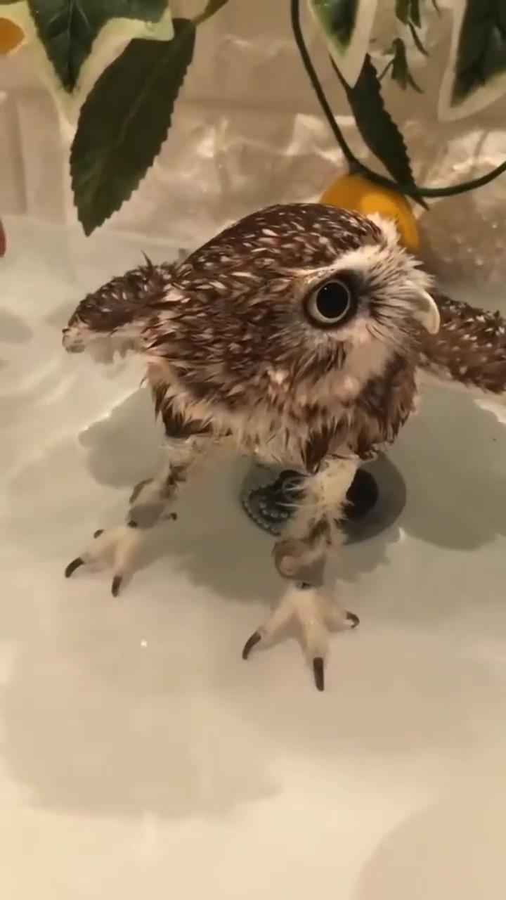 Owls | owl pet