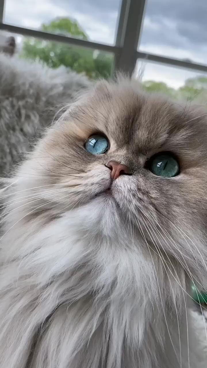 Persian cat | kittens cutest