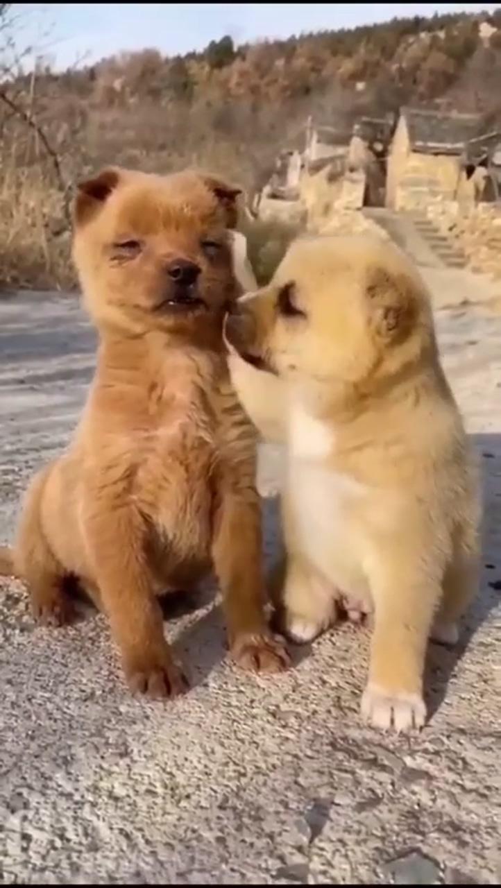Pup best friend forever; cute baby puppies