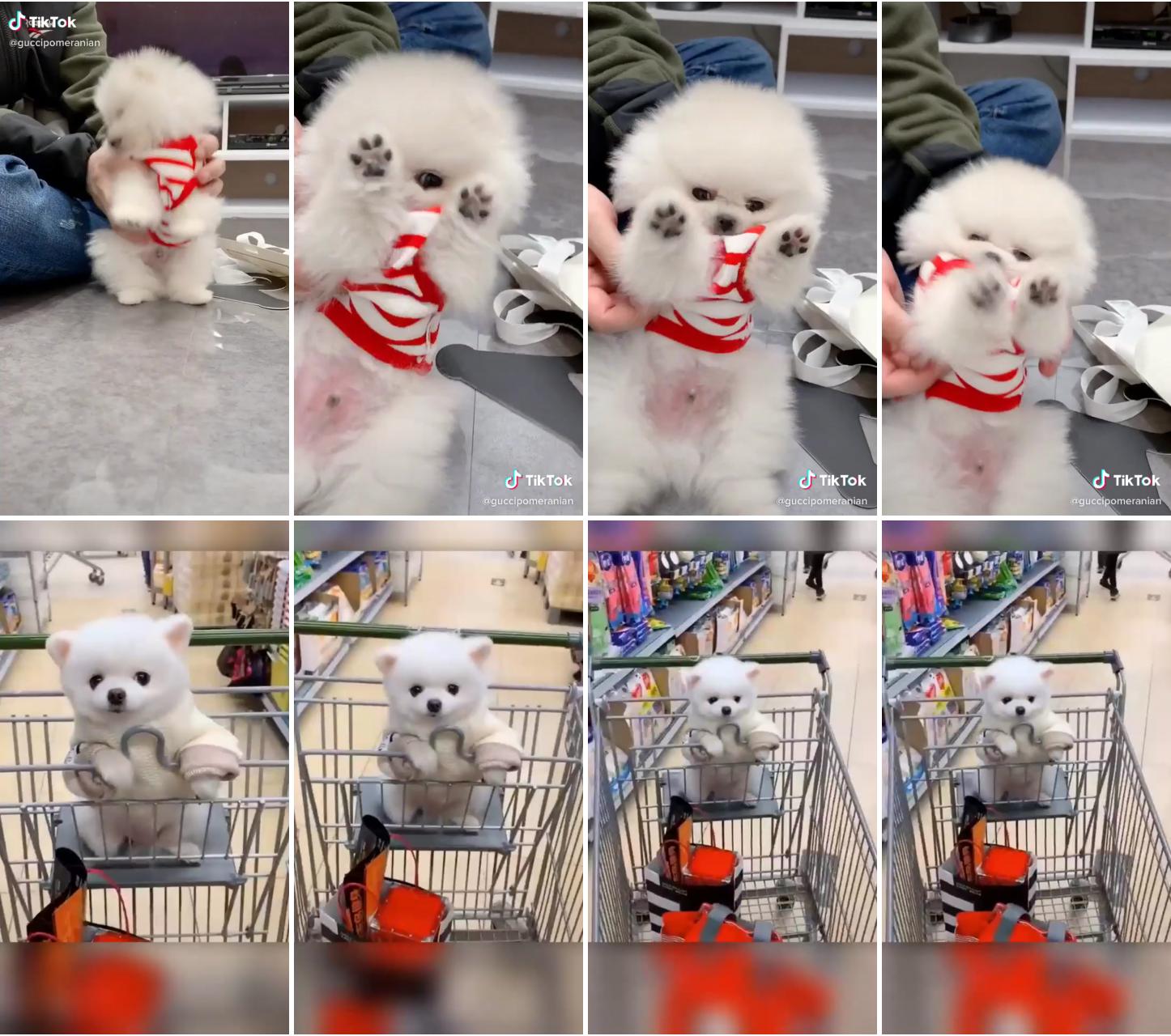 Puppies; lovely small dog in a shopping cart enjoying the ride