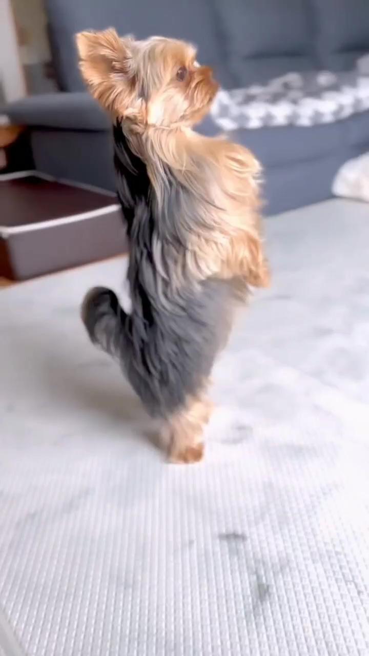 Puppy funny dance | woof videos