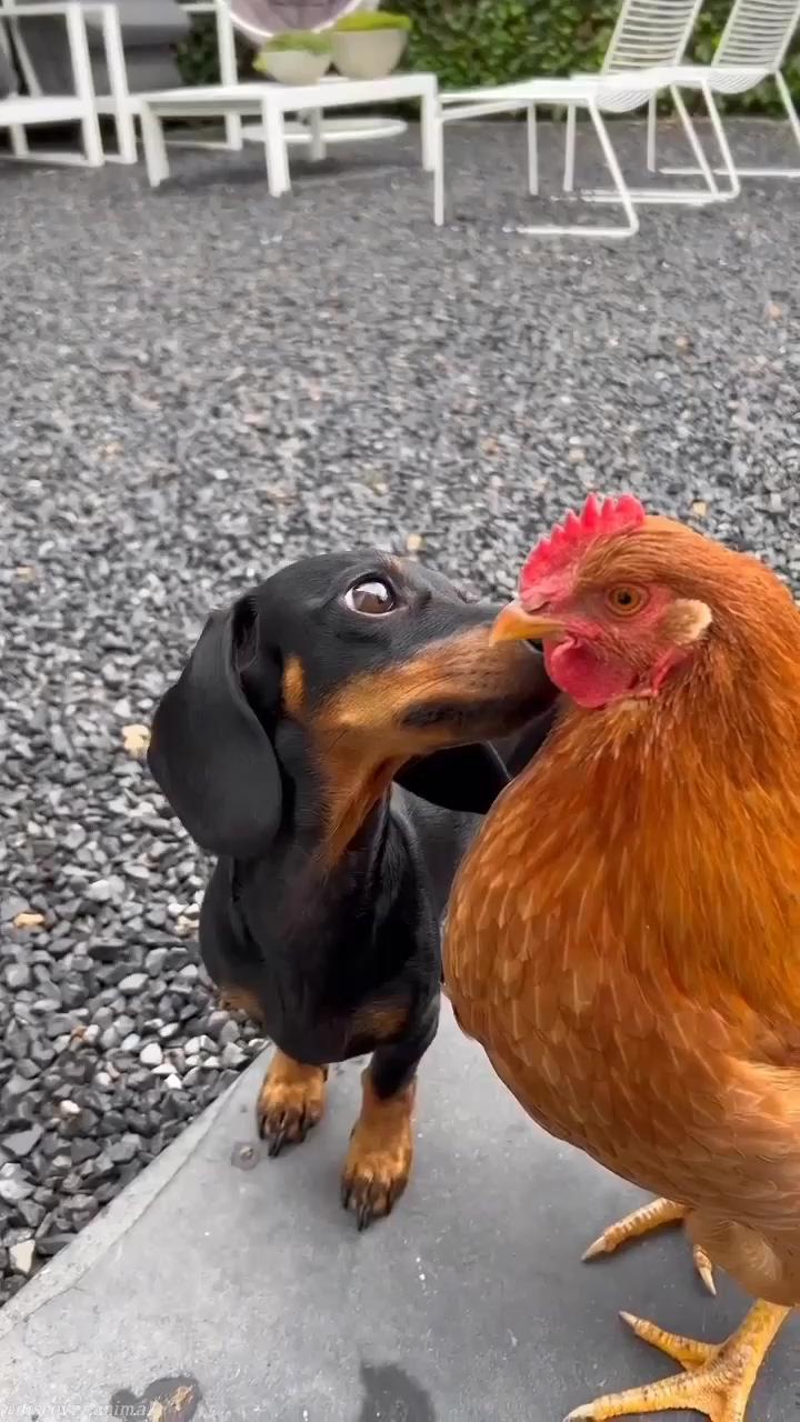 Puppy is mad at hen  | dachshund videos