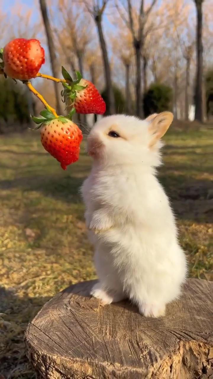 Rabbit  | cute small animals
