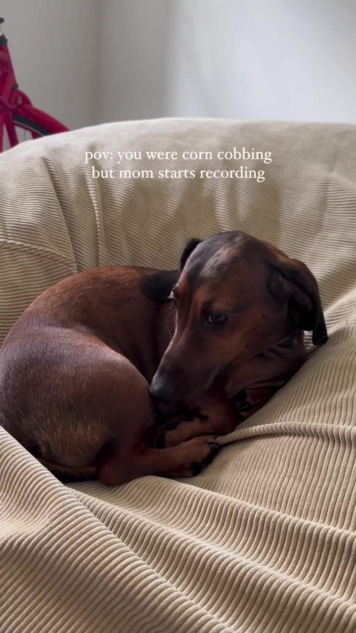 Really looking me up and down ; dachshund videos