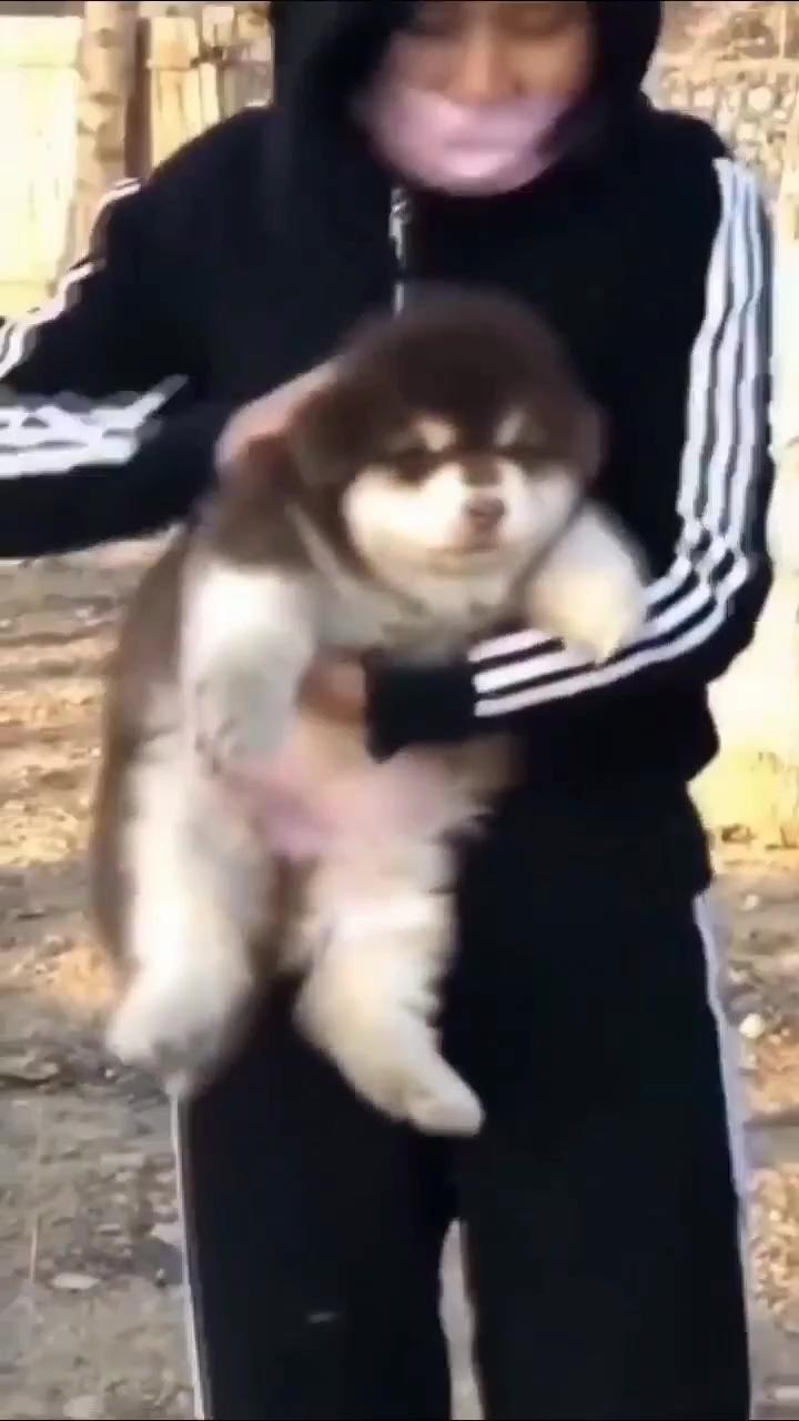 Rolling ball - cute puppy  | aww so cute puppy