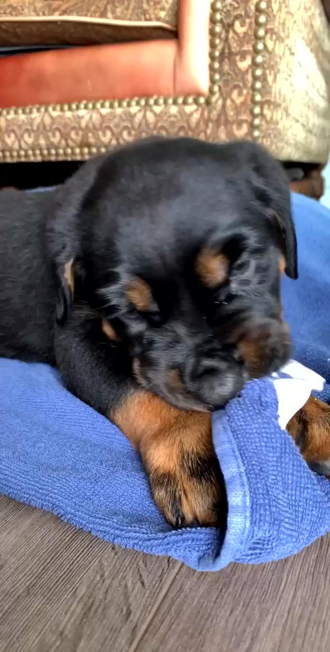 Rottweiler puppy playing with towel | cute dogs and puppies
