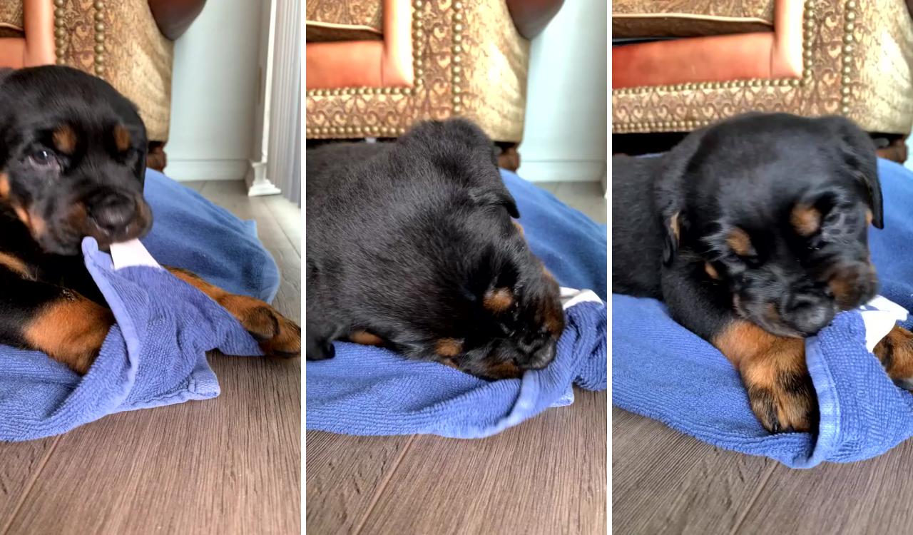 Rottweiler puppy playing with towel; cute dogs and puppies