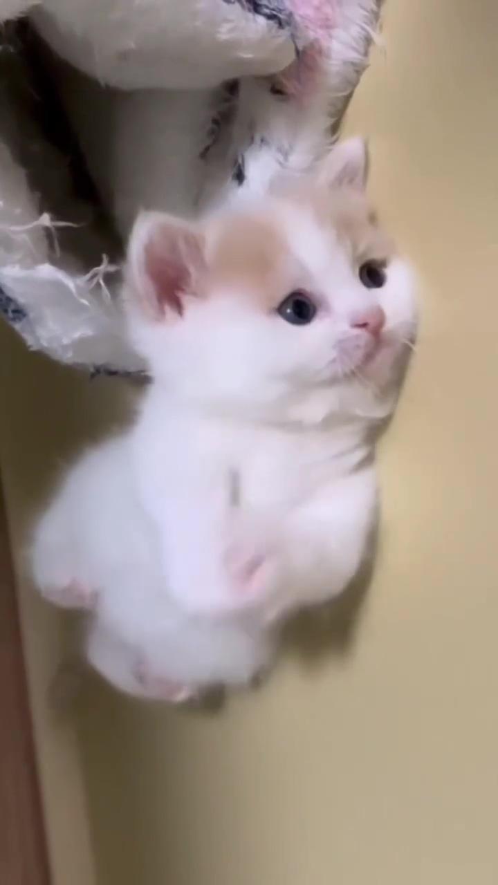 Say hi to this adorable kitty ; cute little kittens