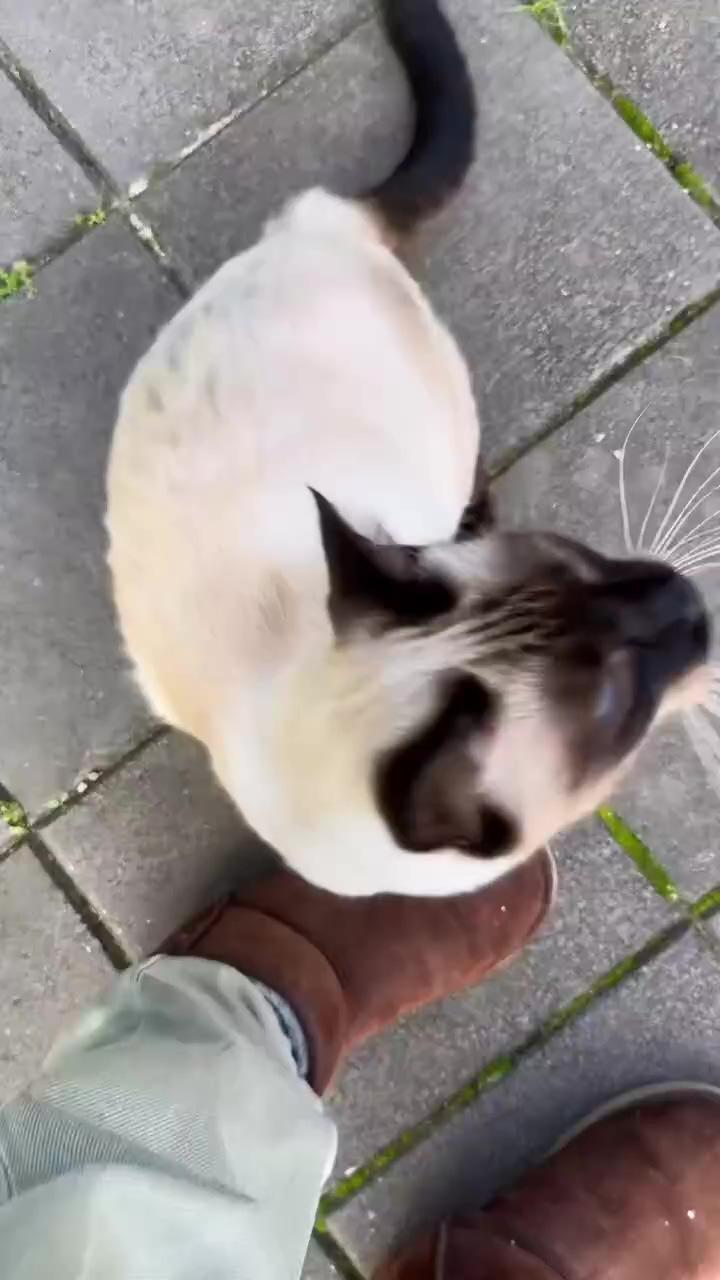 Siamese cat  plays with hooman  in adorable video  | its water
