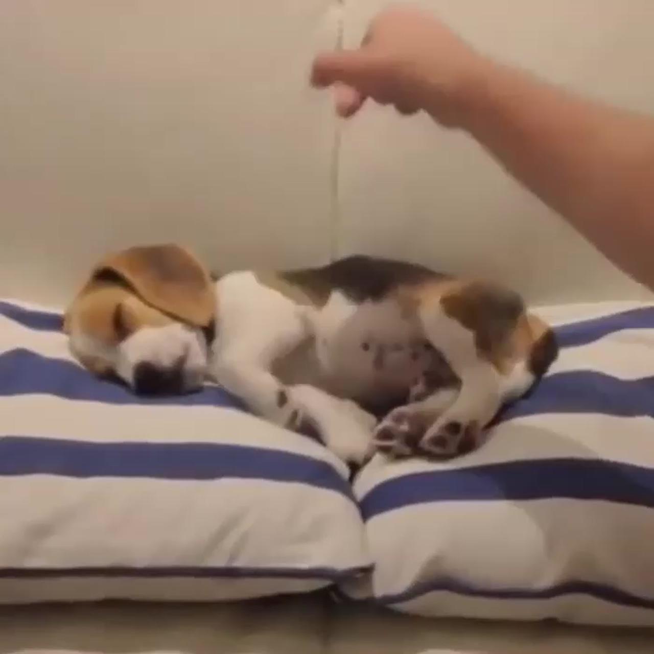 Sleeping puppy | boston terrier puppy