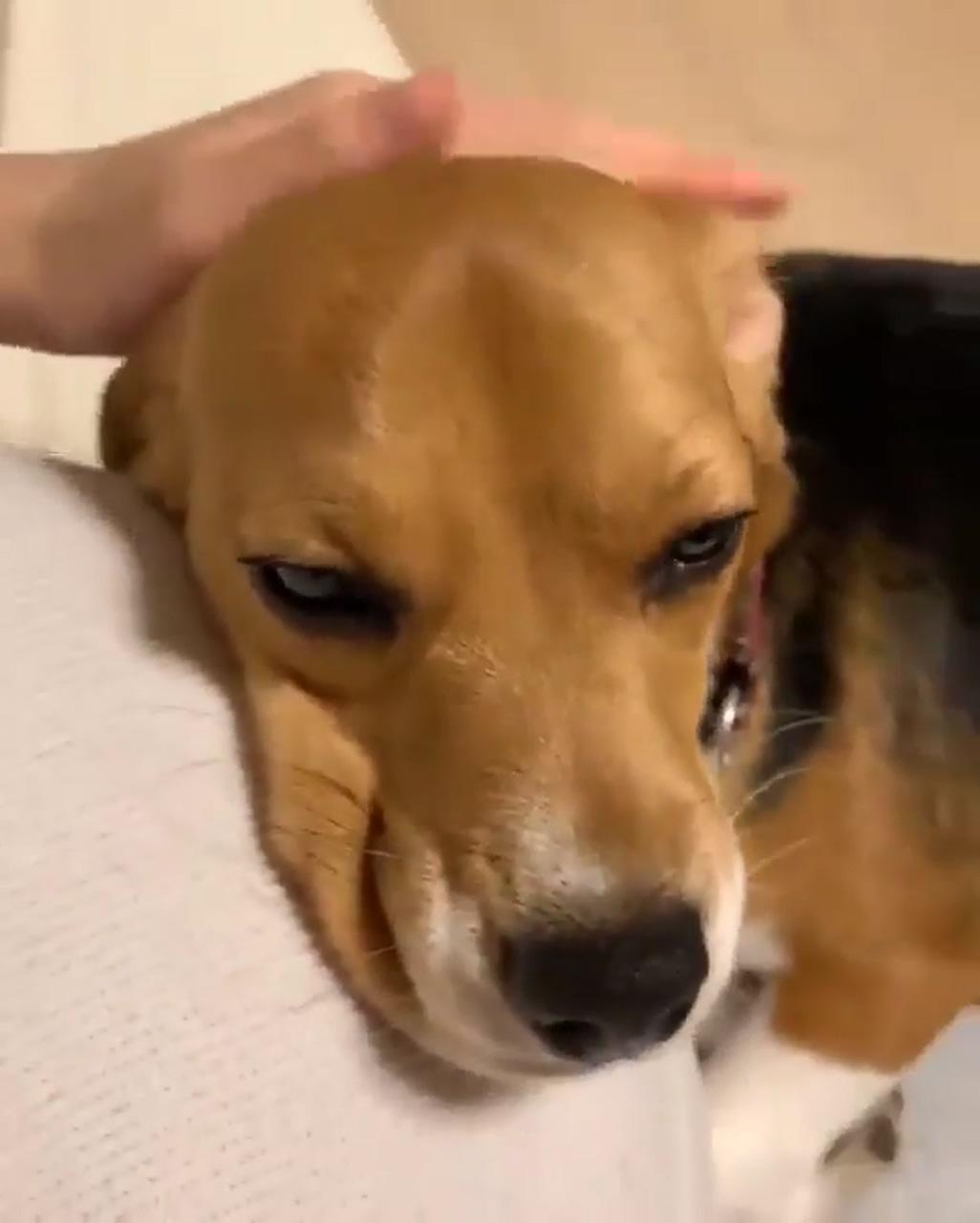 Sleepy boy | cute beagles