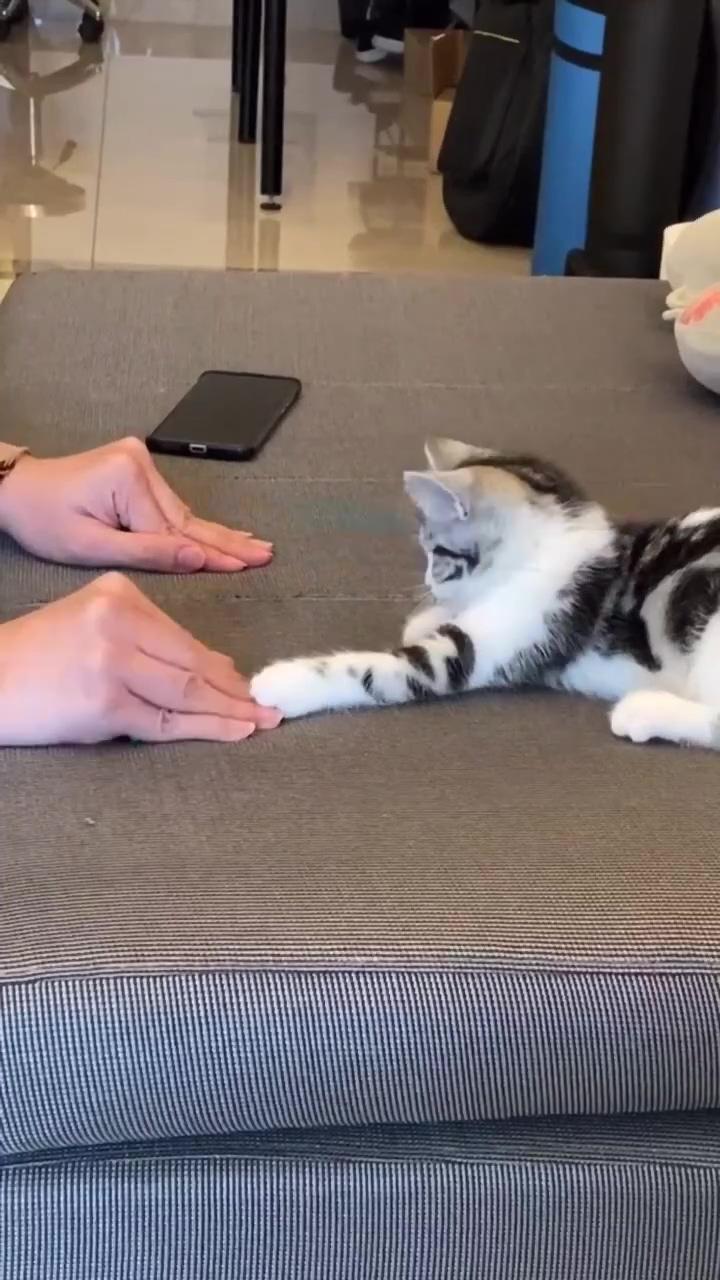 Smart cute cat playing game; cute cat is in good mood